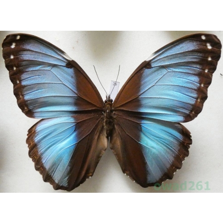 Morpho patroclus Felder, 1861 Peru 112mm26